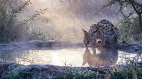 Spotted leopard drinking water at sunset with golden light reflecting on surface creating peaceful wildlife scene in natural habitat.