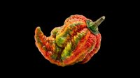 Red and orange bell pepper with green stem isolated on transparent background, ready for t-shirt design, clipart, stickers, print-on-demand products, and sublimation projects.