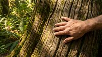Human hand touching ancient tree bark in forest, connecting with nature through tactile experience in woodland environment for mindfulness and conservation.