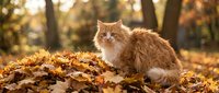 Fluffy orange tabby cat sitting on colorful autumn leaves pile in warm sunlight with golden bokeh background creating cozy seasonal atmosphere.