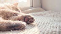 Orange tabby cat sleeping peacefully on cozy knitted blanket in soft natural light. Relaxed feline paws and whiskers visible in comfortable home setting.
