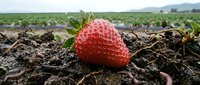 Fresh ripe strawberry growing in agricultural field with green leaves and rich soil. Organic farming and healthy fruit cultivation concept.