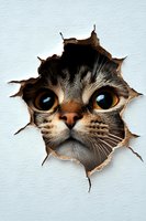 Tabby cat face with striking blue eyes peering through torn white wall hole, isolated design element for wall decals, stickers, and creative projects.
