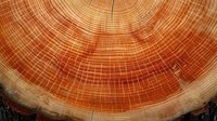 Close-up macro view of tree rings showing annual growth pattern in red wood. Natural organic texture reveals age and climate history through concentric circles.