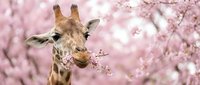 Giraffe eating cherry blossoms in spring garden with pink flowering trees, wildlife animal in nature setting.