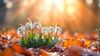 Delicate snowdrops blooming through fallen autumn leaves at sunset, creating magical forest atmosphere with golden bokeh light and natural blurred background.
