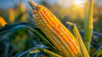 Fresh ripe corn on stalk in field at sunset, golden sunlight illuminating yellow kernels through green leaves, agricultural harvest scene, farm crop.