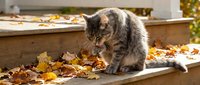 Tabby cat exploring fallen autumn leaves on wooden deck, perfect for seasonal pet and nature content.