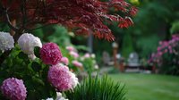 Vibrant Japanese maple tree with red foliage above blooming pink and white hydrangea flowers in a lush garden landscape with green lawn.