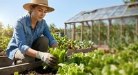 Young woman farmer in straw hat and denim shirt tending to lettuce plants in organic vegetable garden with greenhouse in background during golden hour.