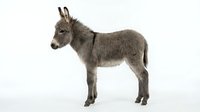 Young gray donkey foal standing in profile on white background, isolated farm animal perfect for educational materials and design projects.
