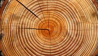 Cross-section of tree trunk showing annual growth rings and natural wood grain texture for lumber industry and forestry concepts.