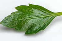 Fresh green lovage leaf with water drops and visible texture details isolated on white background, culinary herb for cooking and garnish.