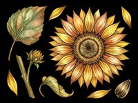 Sunflower botanical illustration with isolated petals, leaves, and seeds on transparent background, ready for t-shirt design, clipart, stickers, sublimation, and print-on-demand projects.