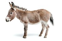 Side view of brown donkey with distinctive mane and tail standing against white background, isolated farm animal for agricultural and educational designs.