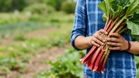 Farmer holding fresh rhubarb stalks in vegetable garden field. Organic produce harvest, sustainable agriculture, and farm-to-table concept for agricultural and food industry use.