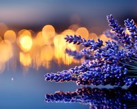 Fresh lavender flowers against blurred golden bokeh lights background creating dreamy atmosphere with soft focus and warm sunset glow.