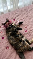 Adorable tortoiseshell cat wearing pink heart sunglasses lying on pink bedding surrounded by decorative hearts for Valentine's Day celebration.