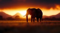 Majestic elephant silhouette grazing in African savanna grassland during golden sunset with dramatic mountain landscape and warm orange sky clouds.