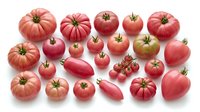 Assorted red and pink heirloom tomatoes in various sizes and shapes arranged on white background, suitable for food styling, culinary content, and agricultural marketing materials.