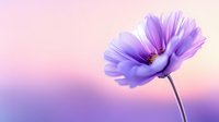 Purple cosmos flower blooming against soft pink sunset sky background with dreamy bokeh effect for spring garden and floral design projects.