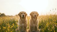Two golden retriever dogs sitting together in a blooming wildflower meadow during golden hour sunset, ideal for pet, nature, and lifestyle content.