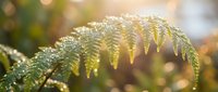 Delicate fern frond covered in morning dew drops, with soft golden sunlight filtering through blurred foliage background, nature and botanical concept.