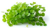 Fresh maidenhair fern branch with delicate fan-shaped bright green leaves isolated on white background, suitable for floral design and botanical illustration.