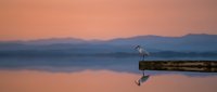 White heron standing on wooden dock at sunset with calm lake water reflection and mountain silhouettes in peaceful evening light creating serene nature scene.