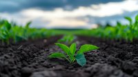 Young green plant seedling emerging from rich dark soil in agricultural field with blurred crop rows and cloudy sky background for growth concepts.