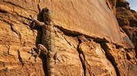 Lizard resting on warm sandy rock surface in natural sunlight, suitable for wildlife, nature, and outdoor educational content.