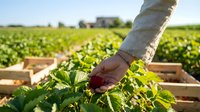 Farmer hand picking fresh green lettuce leaves from organic vegetable garden with wooden crates for harvest collection in sunny agricultural field.