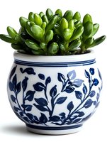 Jade plant succulent in traditional blue and white ceramic pot with floral pattern, photographed on white background for home decor and gardening concepts.
