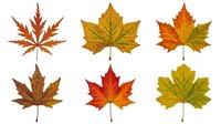 Autumn maple leaves collection in vibrant fall colors isolated on white background for seasonal design projects and nature graphics.