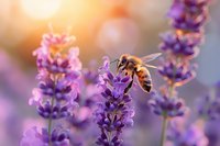 Honey bee collecting nectar from blooming lavender flowers in soft evening light with bokeh background, macro nature photography for garden and pollination themes.