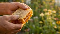 Man holding fresh honeycomb with dripping golden honey outdoors in field. Beekeeping and natural food production concept.