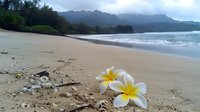 Tropical plumeria flowers on sandy beach with ocean waves and mountain landscape backdrop, natural Hawaiian scenery creates serene coastal atmosphere.