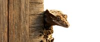 Small brown gecko lizard peeking out from wooden fence post corner, natural reptile wildlife behavior outdoors in warm sunlight for nature photography.