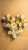 Heart-shaped arrangement of white daisies, yellow buttercups and purple lavender flowers on natural wood background for romantic greeting cards.