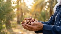 Farmer holding freshly harvested cacao pods in hands on plantation, agricultural harvest and cocoa production concept for farming and food industry use.