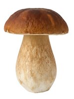 Edible mushroom with brown rounded cap and pale stem isolated on white background, suitable for food, cooking, and culinary design projects.