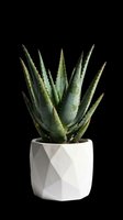 Aloe vera succulent plant in geometric white pot, isolated on transparent background, ready for t-shirt design, clipart, stickers, print-on-demand products and sublimation projects.