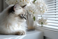 Ragdoll cat with blue eyes resting on windowsill near glass vase with white hydrangea flowers, window blinds in soft daylight creating cozy home atmosphere.