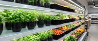 Fresh organic vegetables and herbs displayed on modern grocery store shelves with LED lighting for healthy shopping and sustainable food choices.
