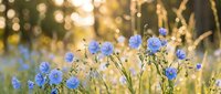 Delicate blue wildflowers blooming in golden sunlight with soft bokeh background creating dreamy natural meadow scene for spring and summer designs.