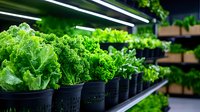 Fresh green leafy vegetables growing in modern hydroponic vertical farm with LED lighting system for sustainable agriculture and urban farming production.