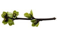 Fresh spring twig with young green leaves and buds isolated on white background, botanical nature element for design and decoration.
