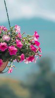 Vibrant pink petunias in hanging basket against soft blue sky background, creating serene summer garden atmosphere for outdoor decoration.