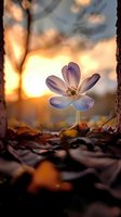 Delicate white cosmos flower blooming among autumn leaves at golden hour sunset with warm bokeh light filtering through trees creating magical atmosphere.