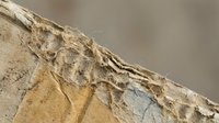 Weathered limestone rock formation with natural erosion patterns and sedimentary layers showing geological stratification and mineral deposits over time.